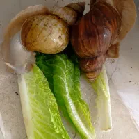 حلزون|خزنده|کرمانشاه, |دیوار