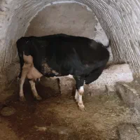 فروش یک راس گاو با گوساله ماده 5ماه