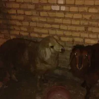 دو عدد گوسفند ماده
