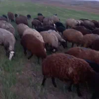 گله جوان یکدست به صورت کلی بیشتری سیاه