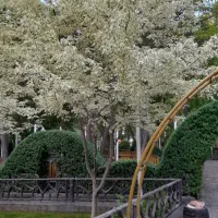 هرس و اصلاح انواع درختان|خدمات باغبانی و درختکاری|بیرجند, |دیوار