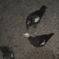 لیک معاوضه با بره و بز|حیوانات مزرعه|گرگان, |دیوار