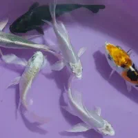 ماهی کوی ۱۰ عدد|ماهی|چهاردانگه (تهران), |دیوار