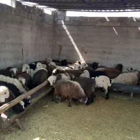 بره|حیوانات مزرعه|مرودشت, مجد آباد|دیوار