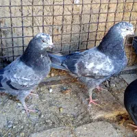 کبوتر|پرنده|خنداب, |دیوار