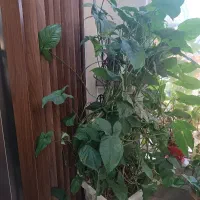 گل طبیعی|گل و گیاه طبیعی|تهران, فرحزاد|دیوار