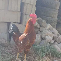 خروس|حیوانات مزرعه|هریس, |دیوار