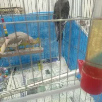 عروس هلندی|پرنده|تبریز, |دیوار