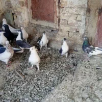 پرنده.کفتر|پرنده|فولادشهر, فولادشهر|دیوار