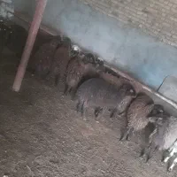 گوسفند ماده