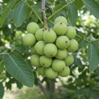 نهال در میاندربند|خدمات باغبانی و درختکاری|کرمانشاه, |دیوار