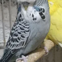 جوجه مرغ عشق انگلیسی نر|پرنده|تهران, وردآورد|دیوار