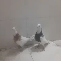 کبوتر طوقی