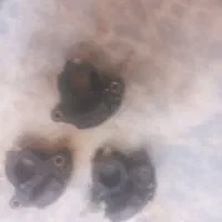 مگنت پراید کارباراتور|قطعات یدکی و لوازم جانبی|قم, شاه ابراهیم|دیوار