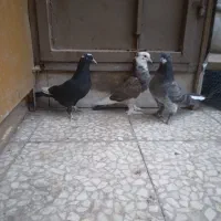 کفتر کبوتر|پرنده|قم, زند آباد|دیوار