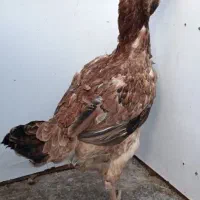 مرغ لاری افغان پنج دانگ