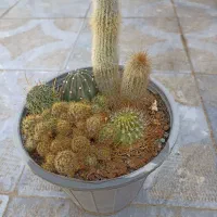 گل های زیبا و مقاوم خانگی