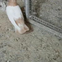 کفتر سینه زرد|پرنده|تهران, شارق|دیوار