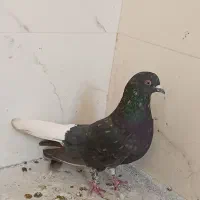 کفتر زاغ سرور دم سفید