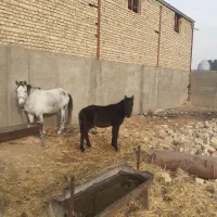 کره اسب نریون|اسب و تجهیزات اسبسواری|ورامین, ورامین|دیوار