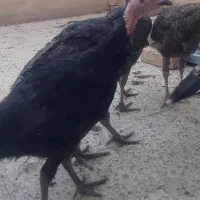 بوقلمون برنز دونه ۱۸۰۰ همشو ببرید تخفیف داره