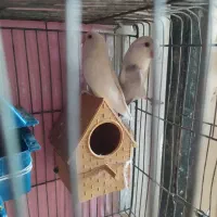 خرگوش|موش و خرگوش|کرمان, |دیوار