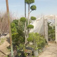 درختچه و گل زینتی مقاوم برای فضای سبز و باغچه