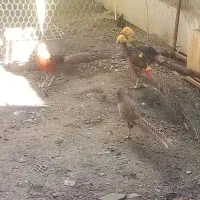 پرنده زینتی