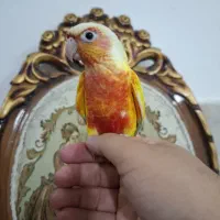 طوطی جوجه ردچیک ملنگو مولد شاه راهب کاسکو گرینچیک