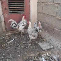 فروش مرغ و خروس|حیوانات مزرعه|شیراز, آزادگان|دیوار