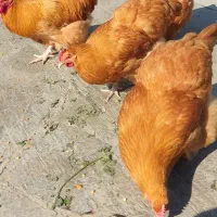 تخم مرغ نطفه دار|حیوانات مزرعه|اهواز, شهرک برق|دیوار