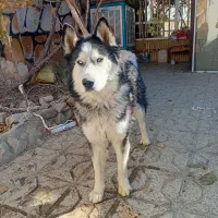 سگ هاسکی  زیبا