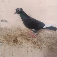 پلنگ سیاه کاکل میخ ماده|پرنده|زاهدان, |دیوار