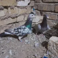 کفتر هفت رنگ