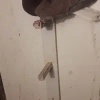 کفتر گلی دم سفید|پرنده|رفسنجان, |دیوار