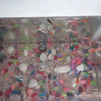 ماهی گوپی|ماهی|محمدیه-قزوین, |دیوار