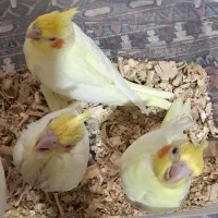 عروس هلندی نرمه خوروسرلاکی|پرنده|شیراز, شهرک رضوان|دیوار