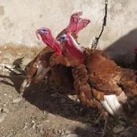 تعدادی حیوانات محلی