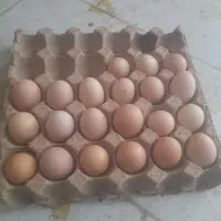 تخم‌مرغ