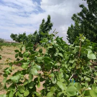 باغ-پسته-مزرعه-ملاحسنی