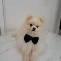 واگذاری سگ پامرانین