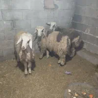 بره|حیوانات مزرعه|دهدشت, |دیوار