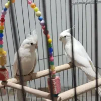 عروس هلندی سفید