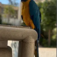 طوطی ارا گمشده