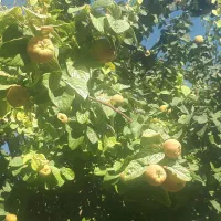 خدمات باغبانی سم پاشی هرس پاکنی پیوند( نکویی )|خدمات باغبانی و درختکاری|شیراز, غدیر جنوبی|دیوار