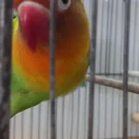 طوطی برزیلی جفت