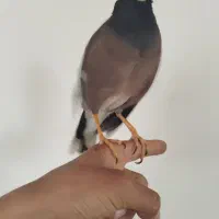 مینا سخنگو و آواز خوان