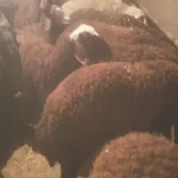 بره نر چاق|حیوانات مزرعه|مهربان, |دیوار