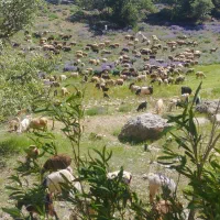 نیازمند چوپان