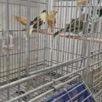 تعدادی قناری نرو ماده